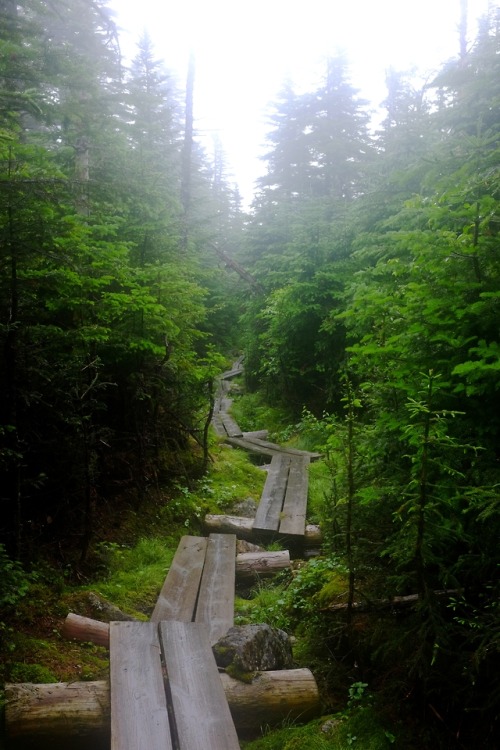 pedrodynomite:Bog walkin’ through the New Hampshire Appalachian...