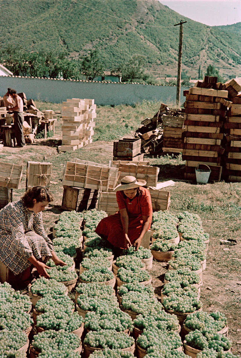 Sovkhoz in Koktebel, Crimea. Preparing grapes for shipping to Northern areas of the country. Photo by Semyon Fridlyand (1950s).