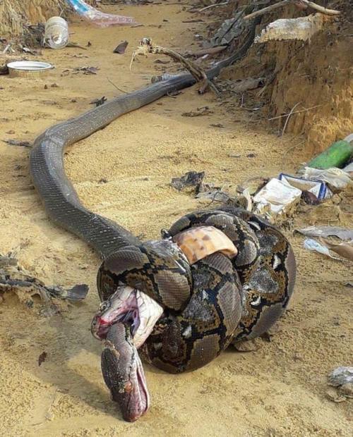 renee-f:nnovocainn:sixpenceee:King cobra bites python....