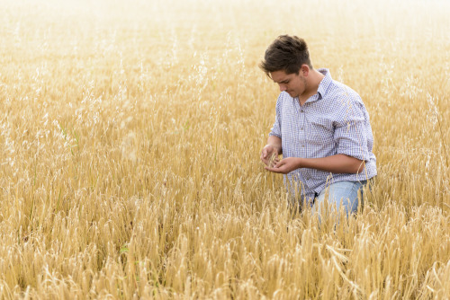 This is ‘possibly’ the best organic Barley in the world! Not...