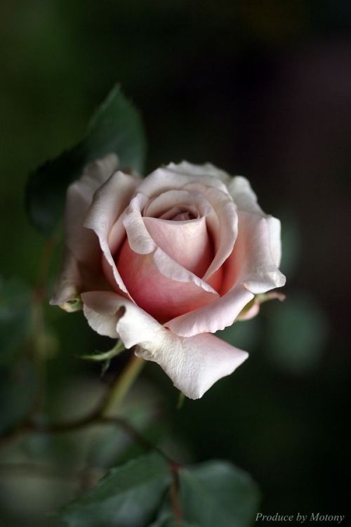 tejanotx76:A beautiful rose for a beautiful you! ❤