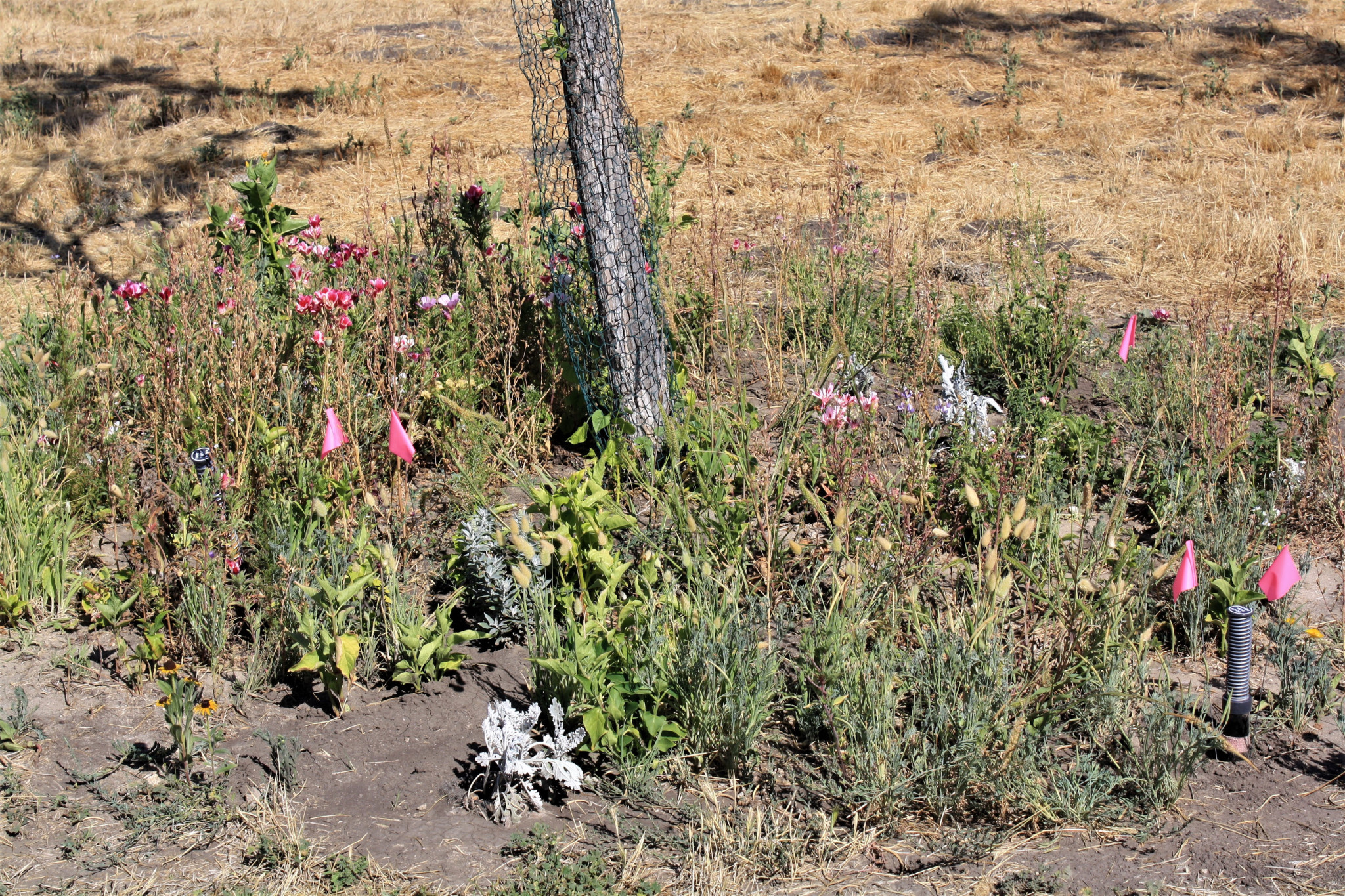 The flower garden with some pink and white blooms visible among a lot of dry stems, surrounded by dry grass fields.