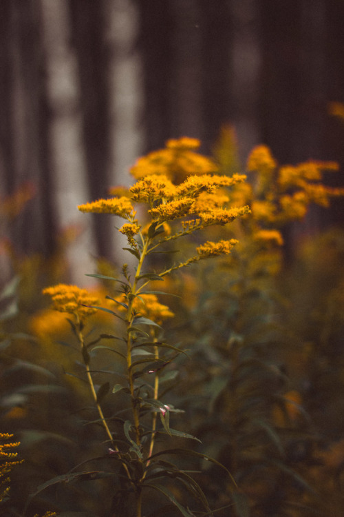 rabbitinthemeadow:A soft September wind rolls through the...