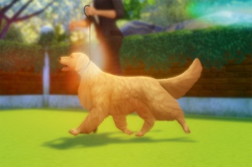 willowsims18