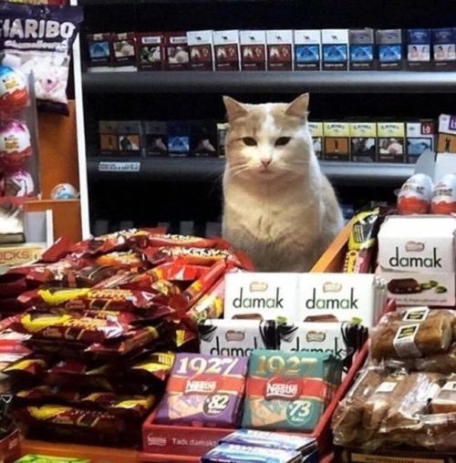 catasters
