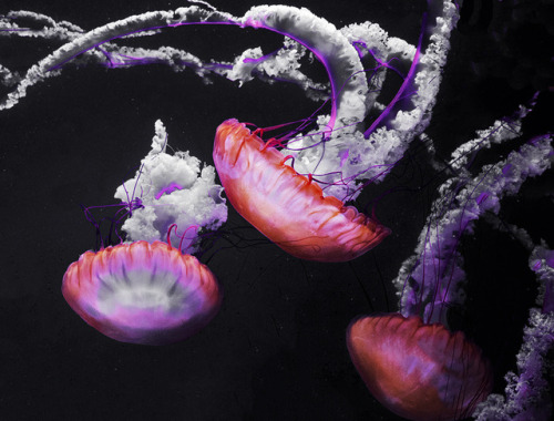 mooonjellies: Gill Stafford