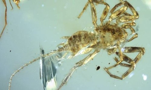 A 100-million-year-old ancestor of the spider was discovered in Myanmar trapped in amber. It has a tail.