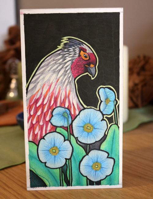 Blood Pheasant // Ithaginis cruentus and Blue poppies //...