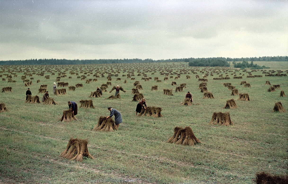 Harvesting flax near Kostroma. Photo by Semyon Fridlyand (1957)