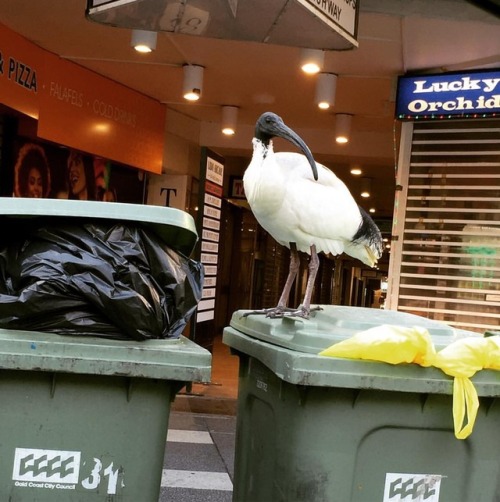 ibispridecoalition australia ibis binchicken