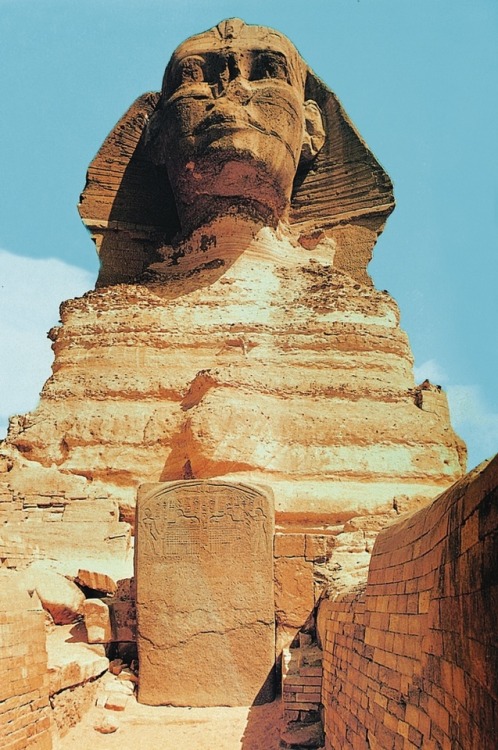 grandegyptianmuseum:The Great Sphinx of Giza, dating from...