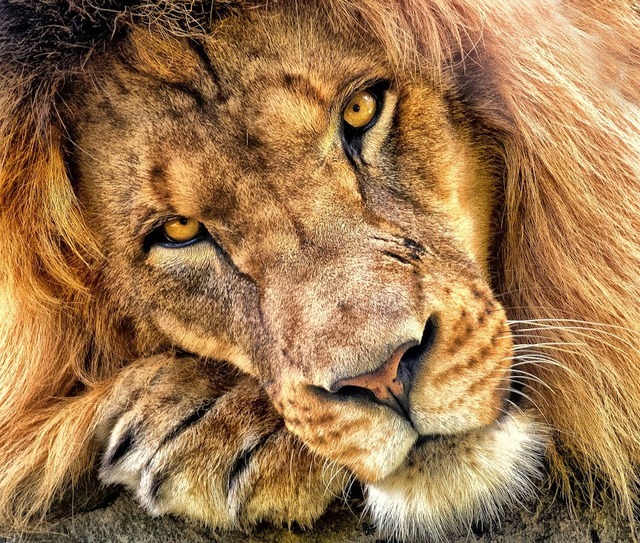 The Perfect World. Welcome \O/ - beautiful-wildlife: Lion Portrait by ...