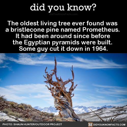 the-oldest-living-tree-ever-found-was-a