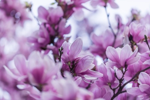 drxgonfly:Cherry Blossom (by Christopher Jolly)