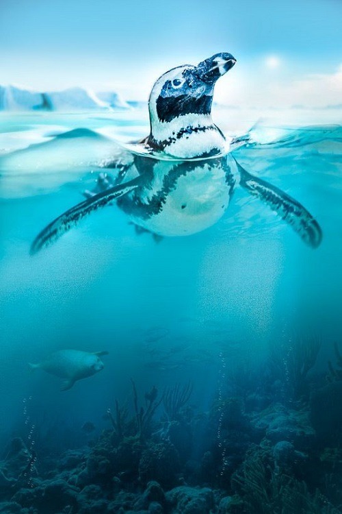 wolverxne:Penguin | (by: Peter Hernandez)