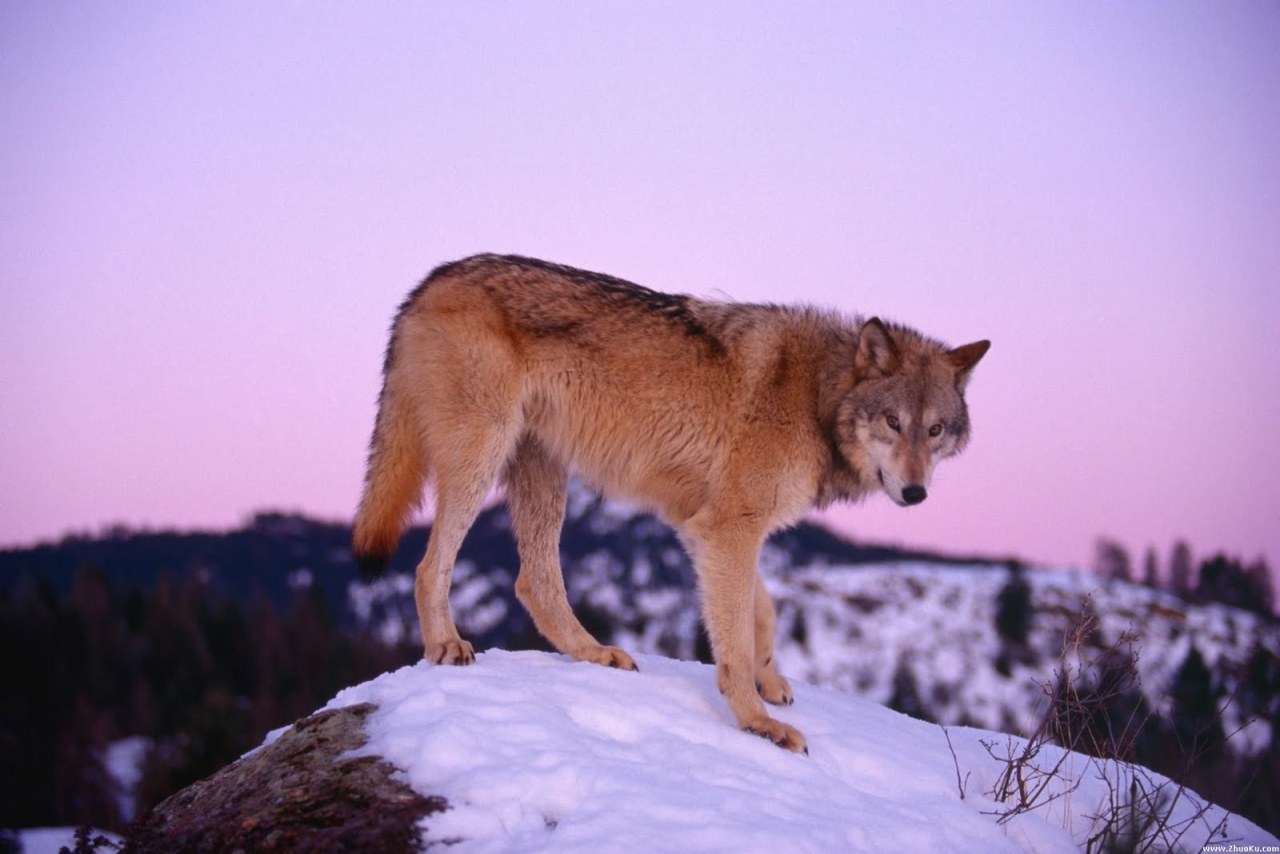 Stop Killing Wolves! — Wolves at sunset.