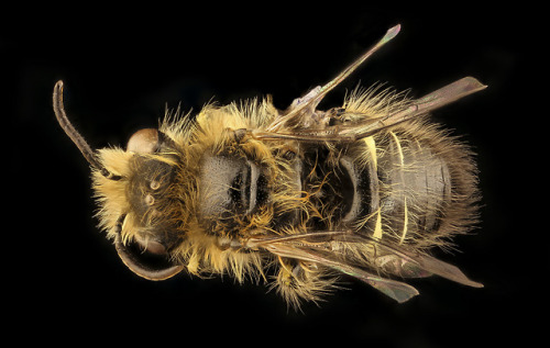 A yellow faced Calliopsis trifasciata from southern Chile....