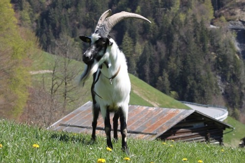 ainawgsd:Peacock Goats are also known as “Pfauenziege” Their...