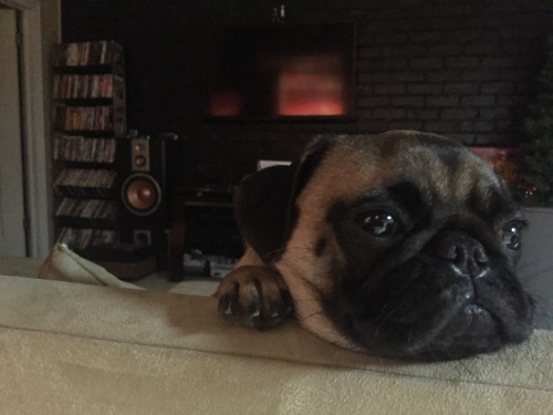 #puglove #puglife #pug