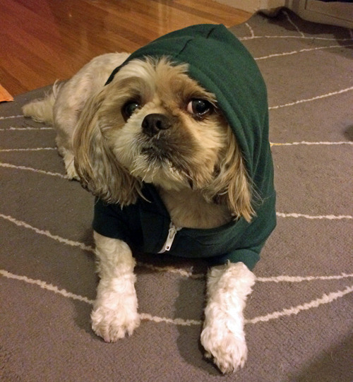 tastefullyoffensive:Animals Wearing HoodiesPreviously: Animals...