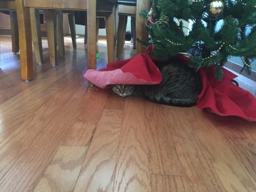 “You can’t see me.”Meet my parents’ cat, Pepper. She and my cat have sworn to loathe each other for all eternity.