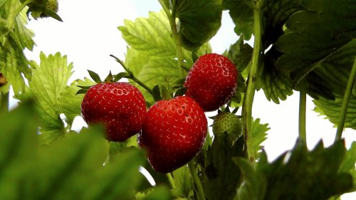 Natural Strawberries