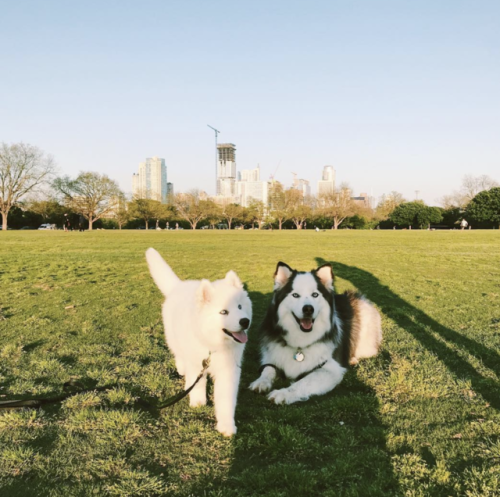 brookbooh:I’m a Siberian Husky pup who lives in Austin Texas...