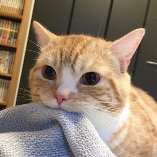 Cat Source: http://bit.ly/33RSaOB