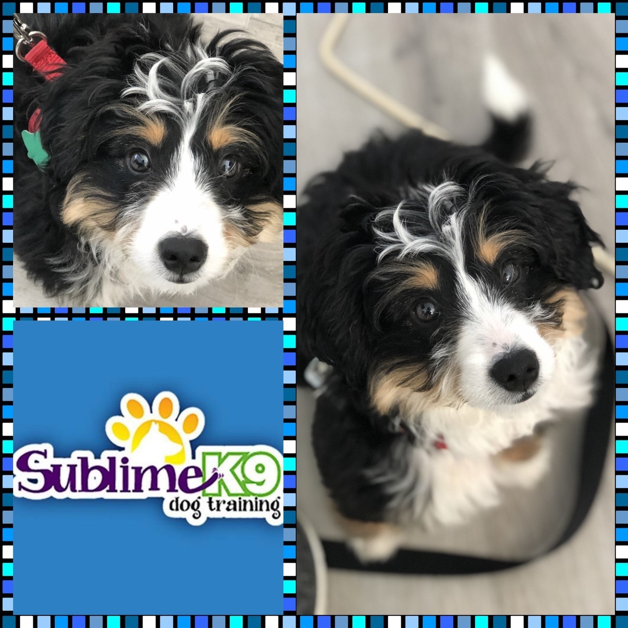 long-island-dog-training-sublime-k9-sublime-k9-puppy-graduate