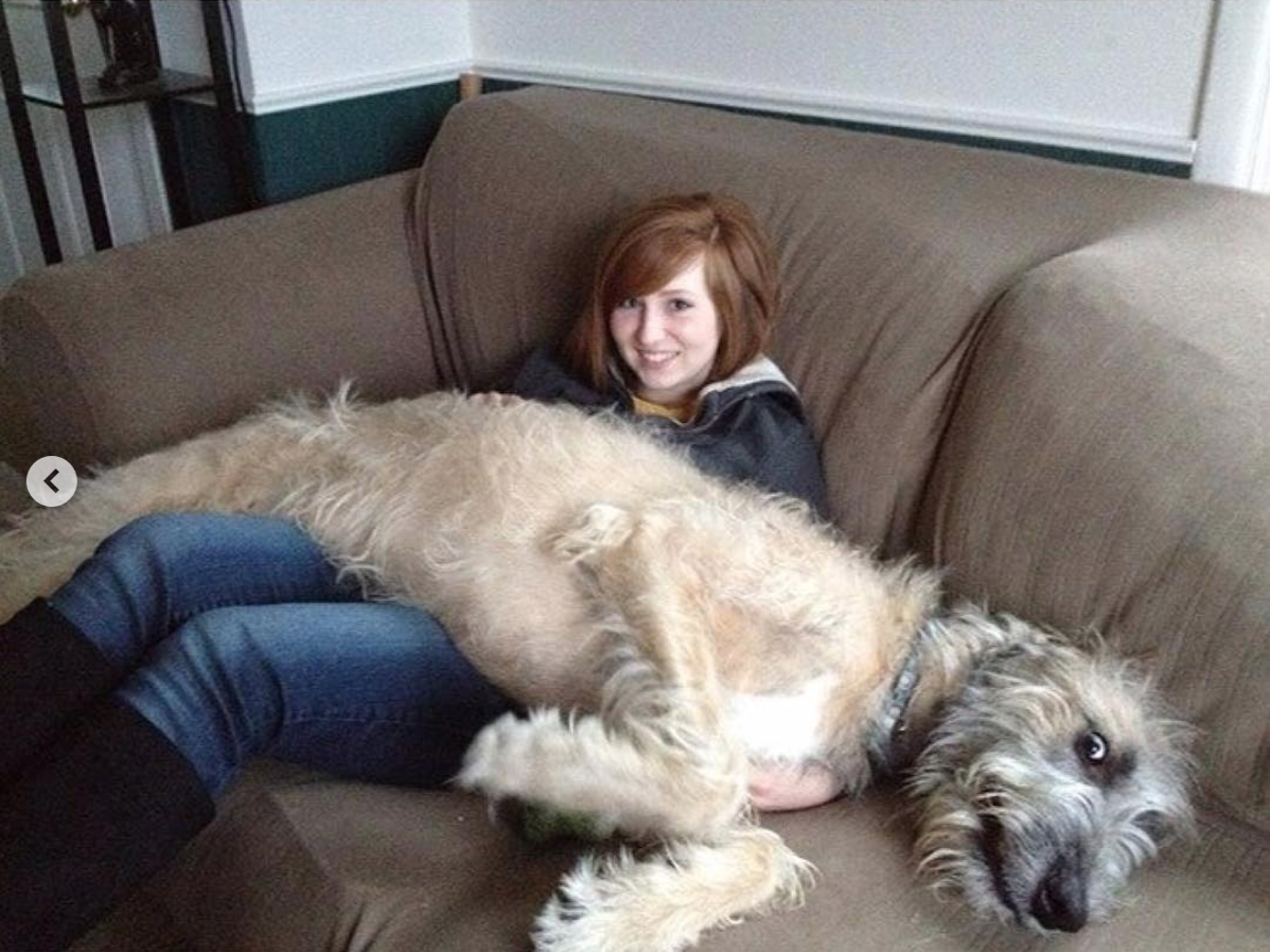 Собака вырастет большой. Большая собака с хозяйкой. Огромная собака на руках. Крупные собаки с хозяином. Милые гигантские собаки.