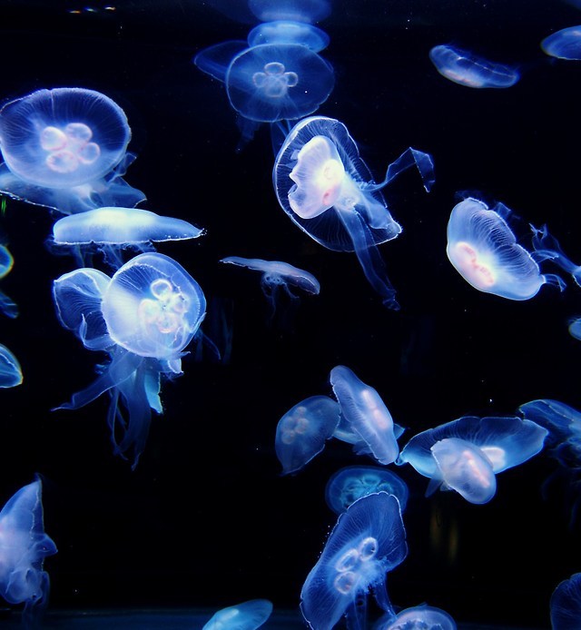 Photorinos — Moon jellies - Aquarium of the Bay