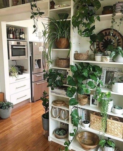 Indoor plants