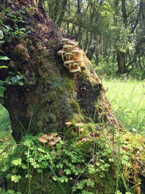 magweno:I found these really cool mushrooms in the woods...