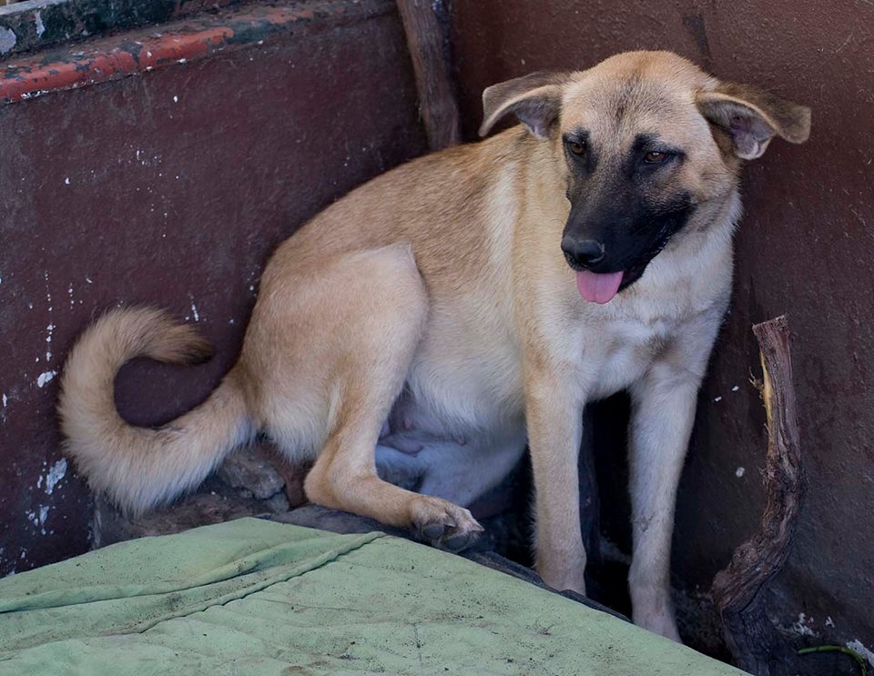 Spanish Stray Dogs rehoming dogs in the UK & EU Photo