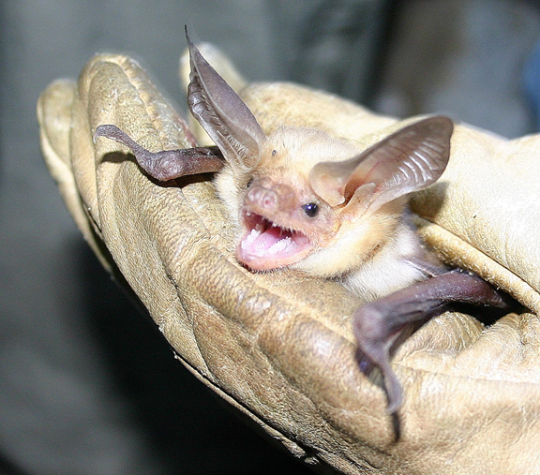 The common vampire bat feeds on blood 