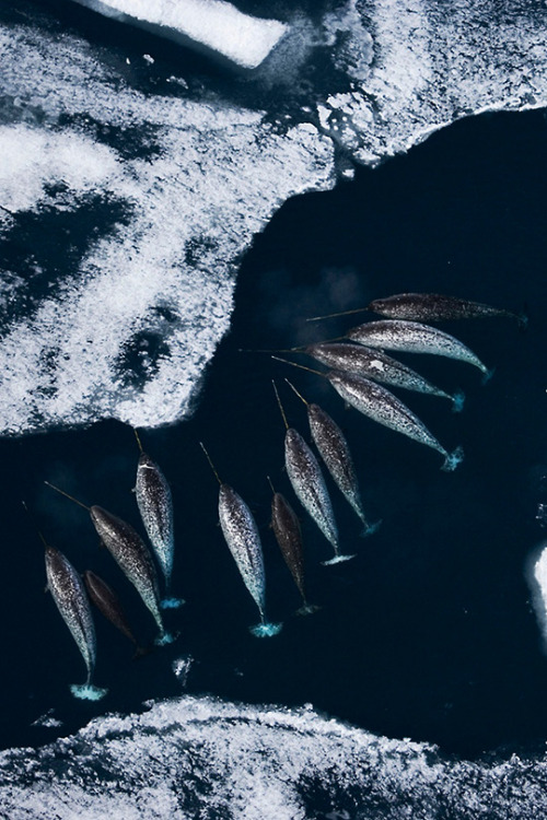 adornstudio:Narwhals in Sea Ice | ASᛒᛚᛟᛟᛞ᛬ᛗᛖᛏᚨᛚ᛫ᚨᚾᛞ᛫ᛗᛟᛋᛋ 