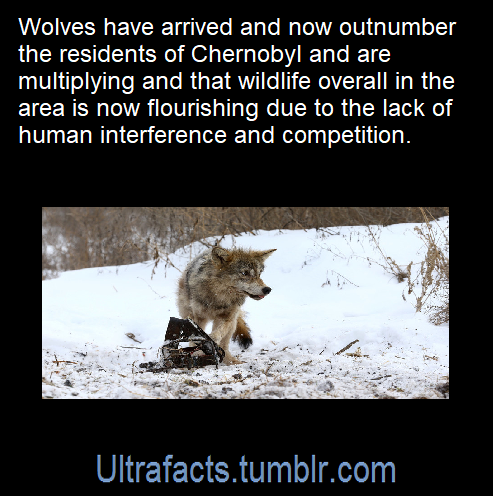 ultrafacts:Source: [x]Click HERE for more facts