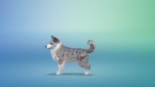 bowlofpixels : The Sims 4 CAP: Dog Breeds & Presets - Cardigan...