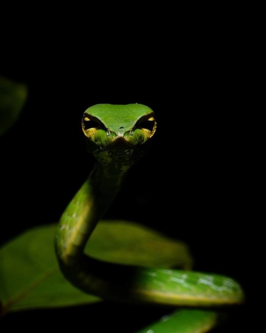 . Photo by @neelsureja1999 Green Vine Snake. #wild #snake #nature #wildlife #herpetology #indianwildlife #indiaview #vinesnake...
