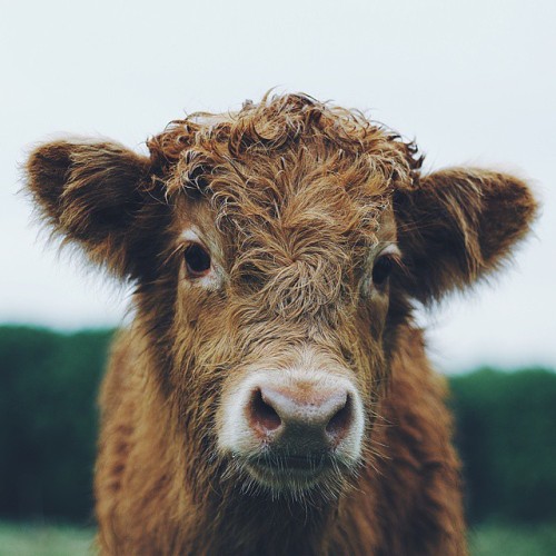 soul-wanderer:Highland Cows by livingitrural