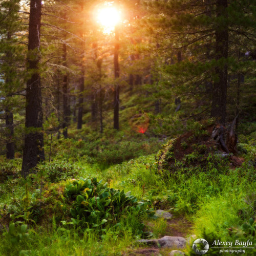 Forest Elven Heart