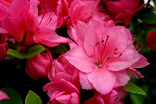 twilightsolo-photography:Azalea Flowers From the...