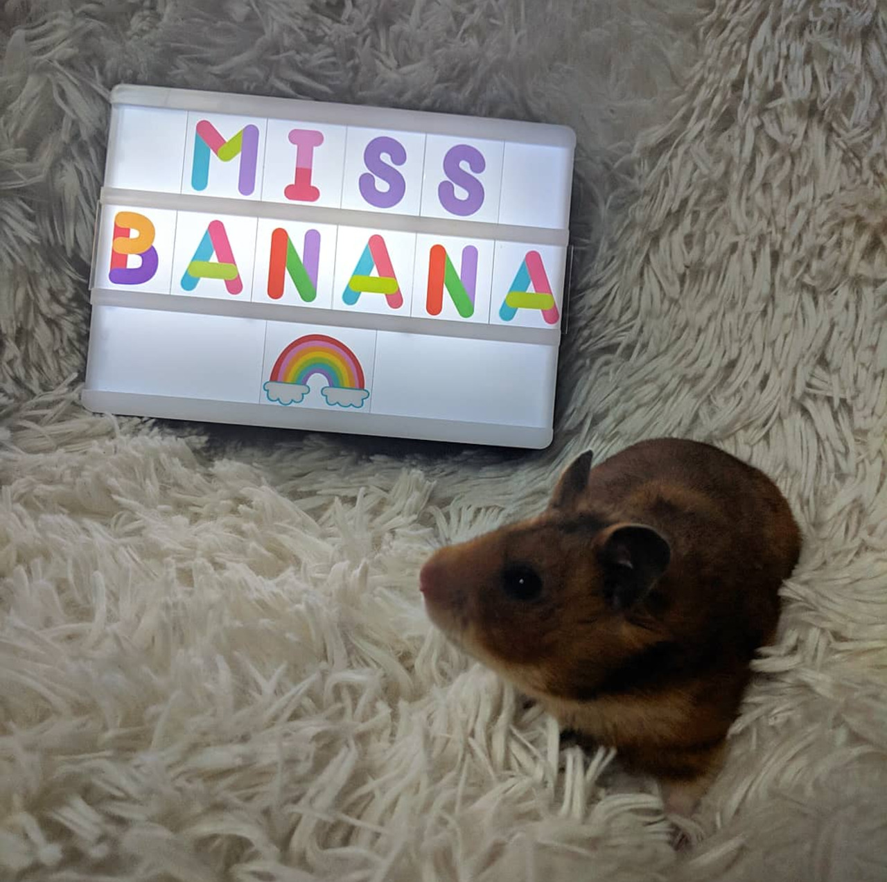 Banana Pancake On Tumblr