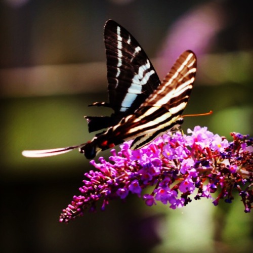 Zebra Swallowtail