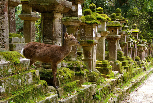 paper-mario-wiki:kvnai:Deer in Nara (Japan), photo...