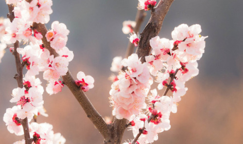 different-landscapes:Cherry Blossoms by Chikuma Riv