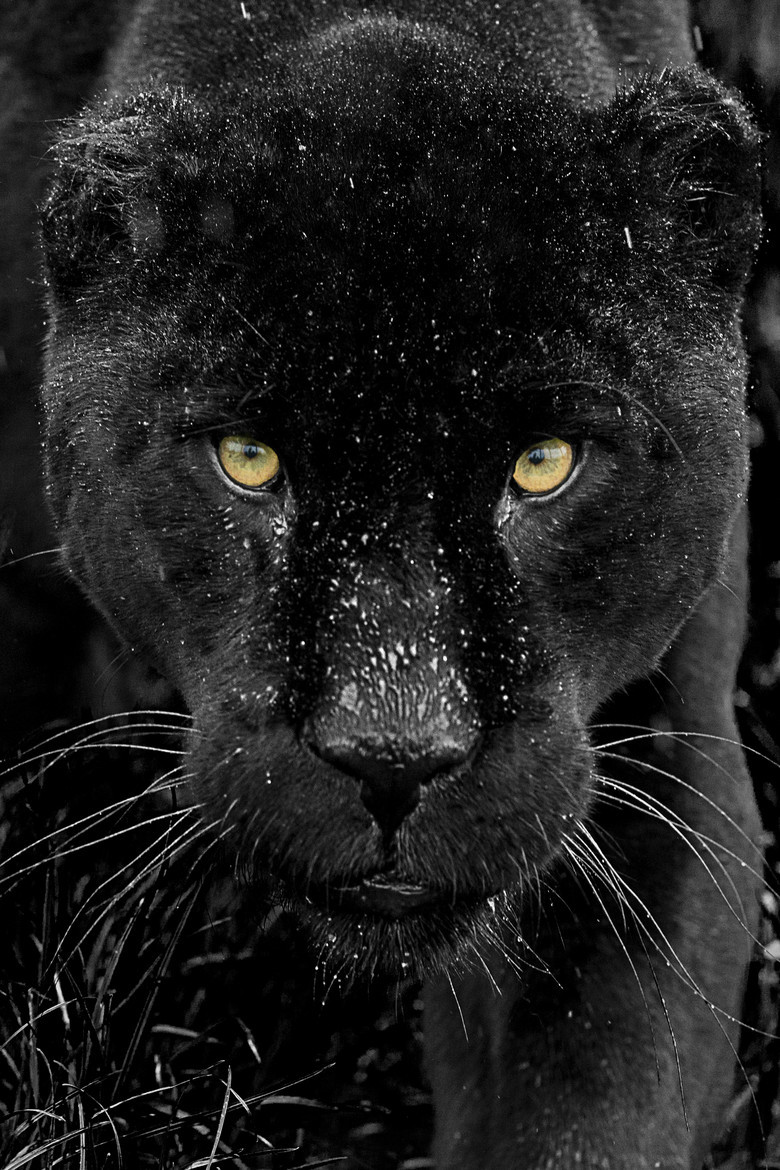 Beautiful Creatures, Stunning Places: llbwwb: (via 500px / Black Jaguar ...