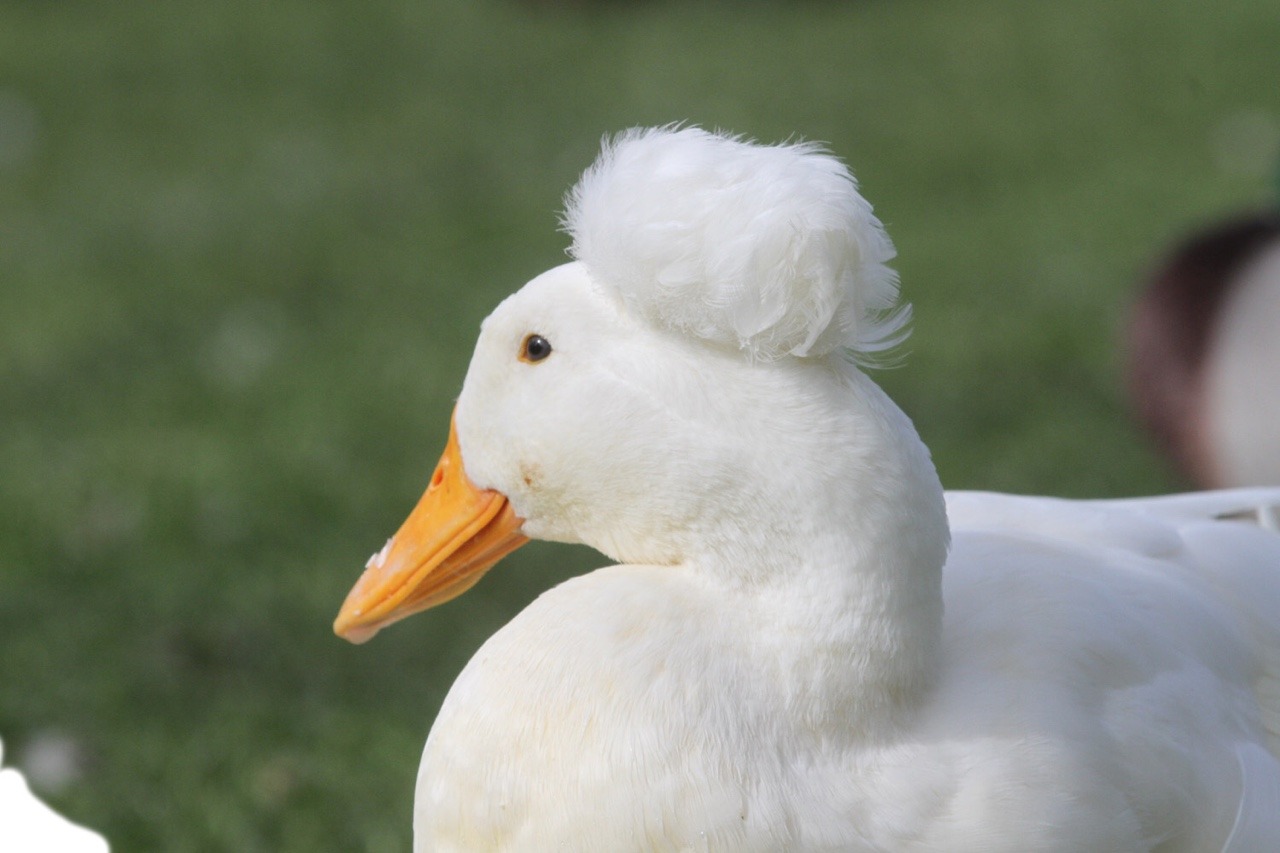 the crested duck is a domestic duck breed thought... - todays bird