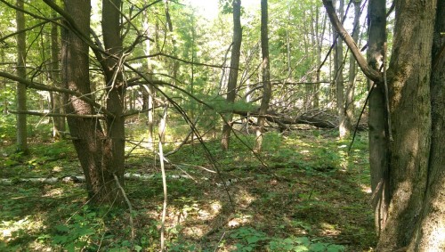 Both sides of a fallen tree