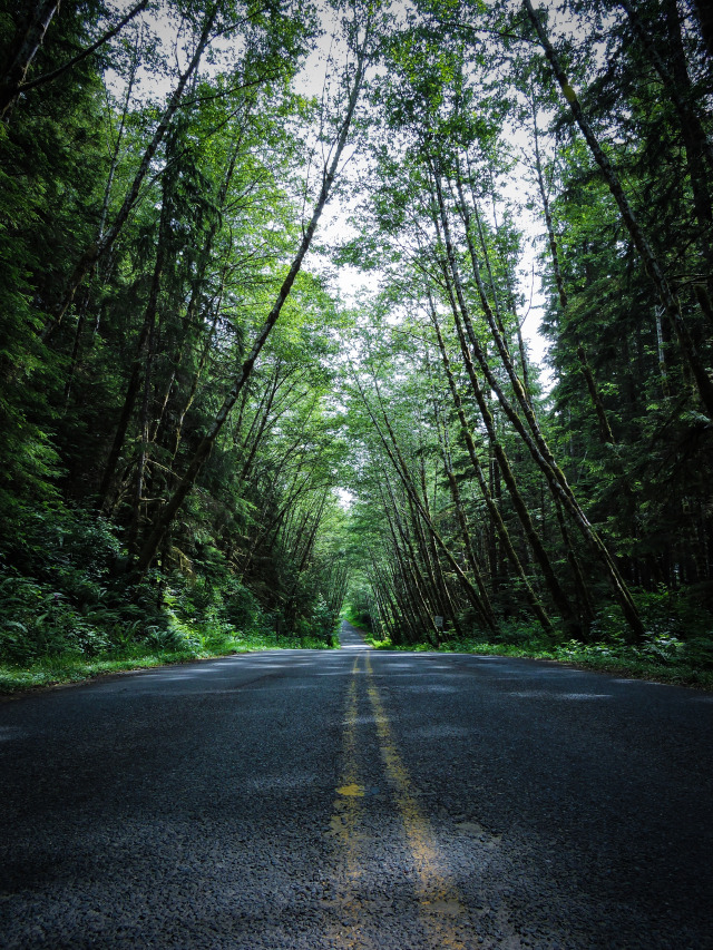 Z Photography The Winding Tree Covered Roads In Oregon And